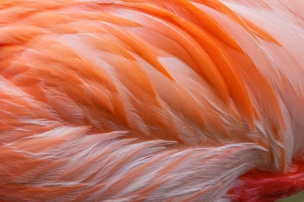 Jones, Adam 아티스트의 Pink feather pattern on back of flamingo-Florida작품입니다.